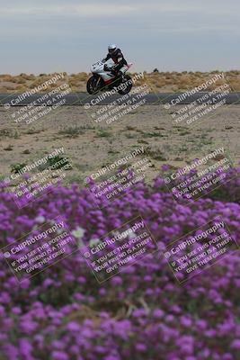 media/Jan-14-2023-SoCal Trackdays (Sat) [[497694156f]]/Turn 14 Exit Bloomig (145pm)/